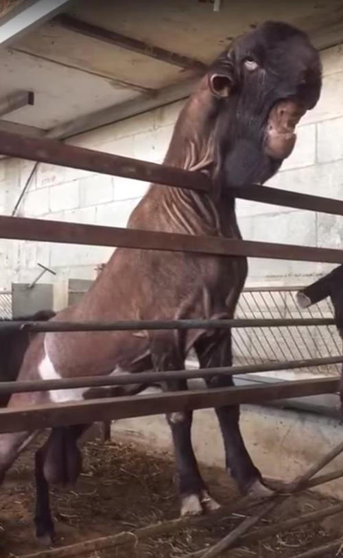 Con dê Damascus gây xốc vì quá xấu, nhưng lại có giá lên tới 1,5 tỷ đồng