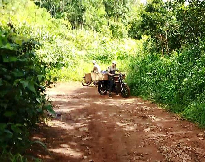 Phóng viên có thể ghi hình một cách đầy đủ về những khối gỗ được “lâm tặc” vận chuyển ra khỏi rừng.