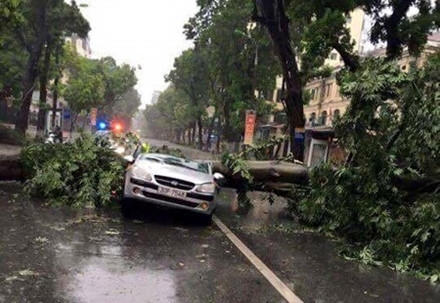 Một chiếc xe taxi bị cây đổ đè ngang.