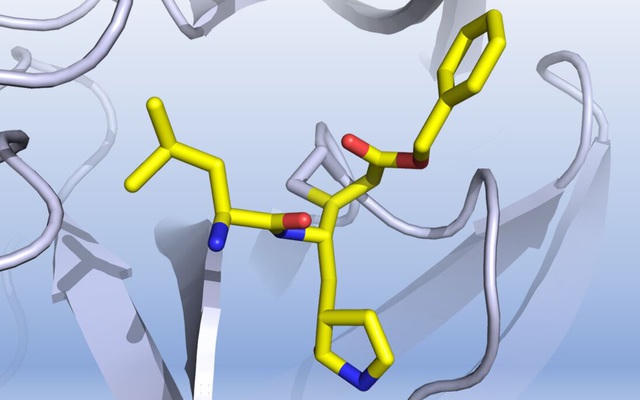 Hình ảnh đồ họa về cách một hợp chất được phát hiện ức chế protease chính của virus corona gây đại dịch Covid-19.