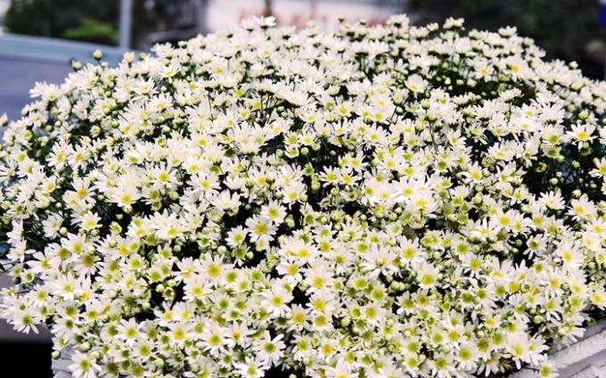 Cúc họa mi “tinh khôi” xuống phố…