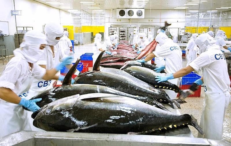 Năm 2024 là một năm đáng ghi nhớ đối ngành xuất khẩu cá ngừ khi kim ngạch xuất khẩu cán mốc xấp xỉ 1 tỷ USD. (Ảnh minh hoạ)