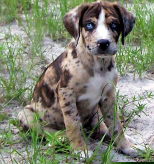 Chó báo leo cây Catahoula