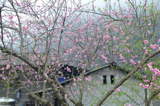  Những cây đào này có tuổi đời trên dưới 30 năm.