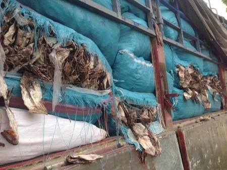 Hàng trăm bao tải mực bốc mùi hôi thối đang trên đường tuồn ra Hà Nội tiêu thụ. (Ảnh: Đông Bắc)