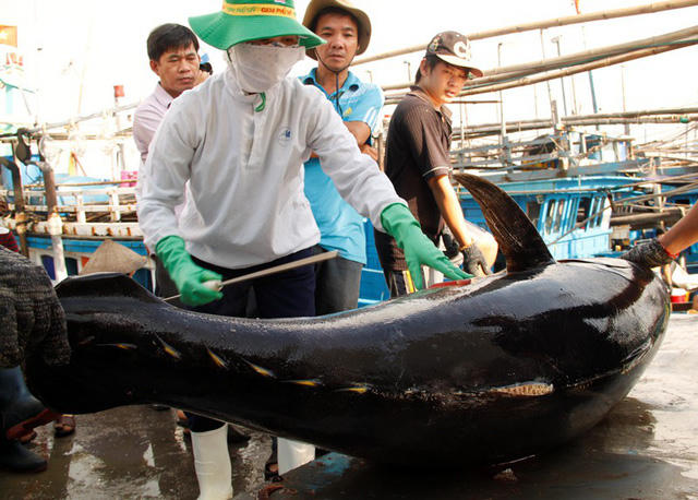 Kiểm tra chất lượng cá ngừ đại dương tại cảng cá Quy Nhơn