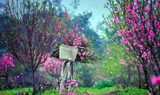 Những lời ch&uacute;c Tết &yacute; nghĩa cho xu&acirc;n Mậu Tuất 2018