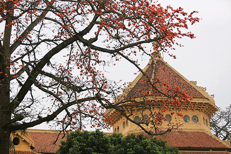 Thường thì ngày tết miền Bắc chơi hoa đào, miền Nam chơi hoa mai. Nhưng năm nay, cả nước chơi hoa phượng. Là câu nói vui trong những ngày qua. 