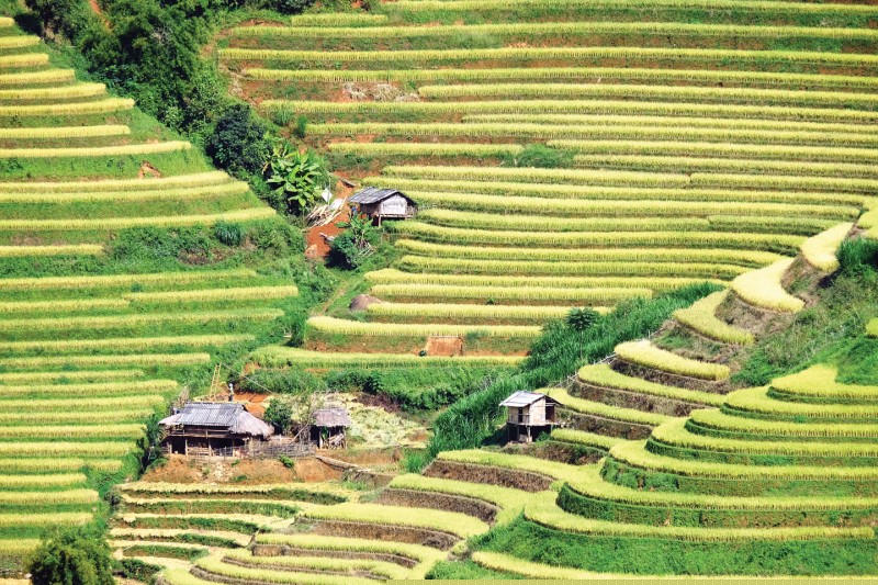 Sắc xanh xen lẫn vàng, ruộng bậc thang như những dải lụa nhiều màu mềm mại, lộng lẫy.