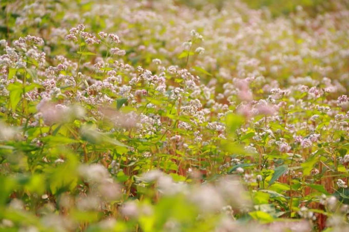 Lần đầu tiên loại hoa này được gieo trồng thành công tại khu du lịch sinh thái vườn chim Thung Nham (xã Ninh Hải, huyện Hoa Lư, tỉnh Ninh Bình).