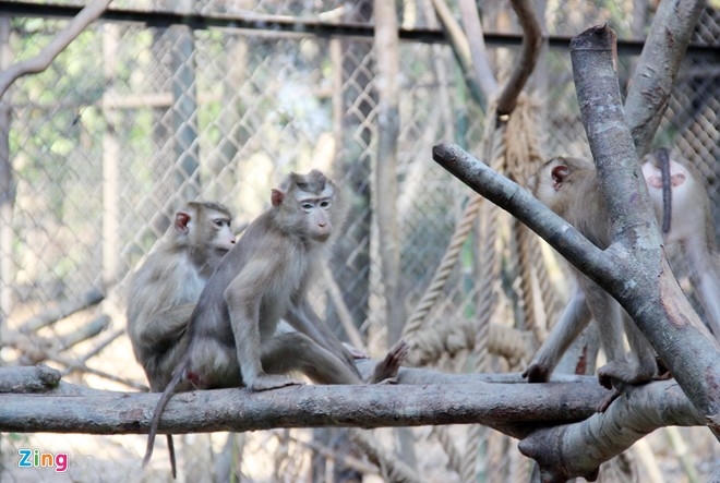Khỉ trong chuồng tại Vinpearl Safari Phú Quốc. Ảnh: Việt Tường