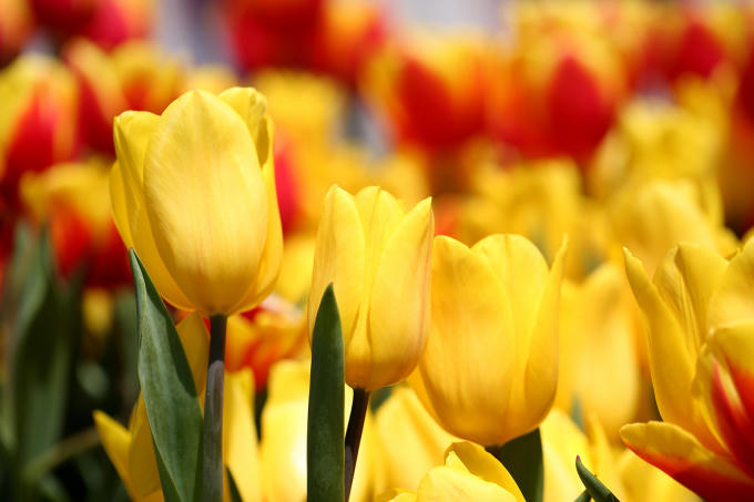 Đón Tết thật phong cách với triệu hoa tulip trên đỉnh Bà Nà