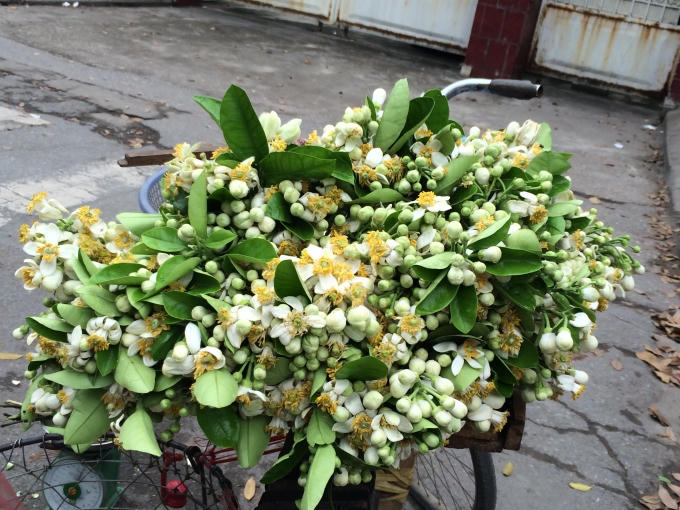 Hoa bưởi khoe sắc giữa đường phố Hà Nội qua các gánh hàng rong.