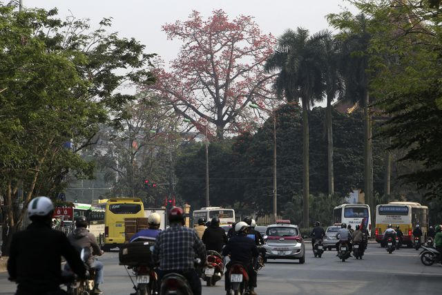 Cây gạo ra hoa nổi bật trên phố.