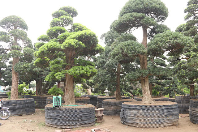 Qua nhiều năm, hiện số lượng tùng trong vườn nhà ông Lành đã lên tới 500 cây, trong đó đa phần là các cây tùng cổ thụ có tuổi đời từ 80 – 600 năm, nhiều cây trong số đó được định giá lên hàng chục tỷ đồng. Đây cũng được xem là vườn tùng lớn và giá trị nhất Việt Nam hiện nay.