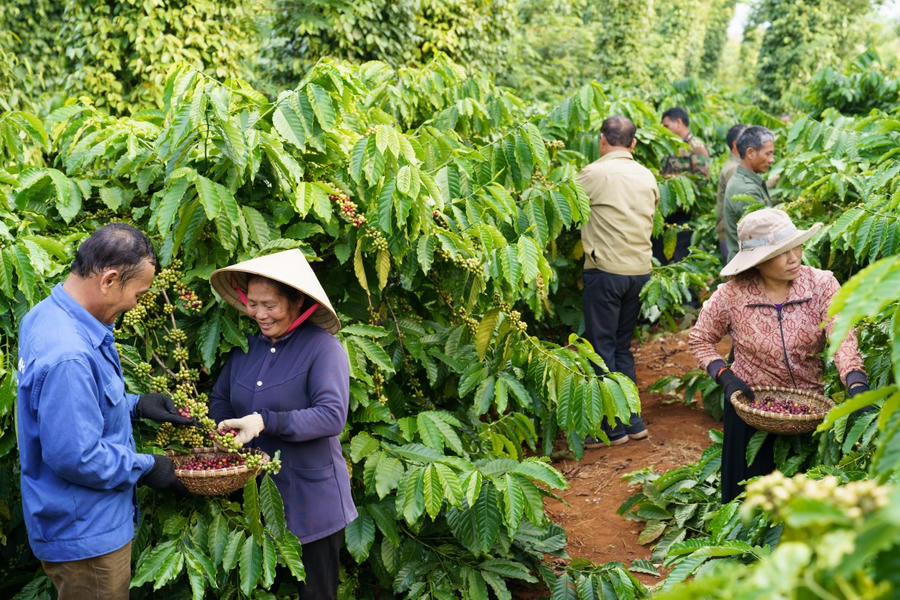 Chương trình NESCAFÉ Plan của Nestlé Việt Nam được triển khai từ 2011 tại các tỉnh Tây Nguyên