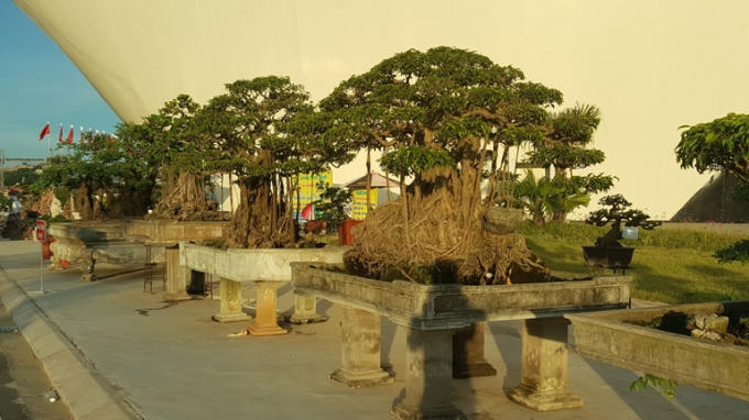 Nhiều tác phẩm Bonsai độc đáo được giới thiệu tại Hội chợ.