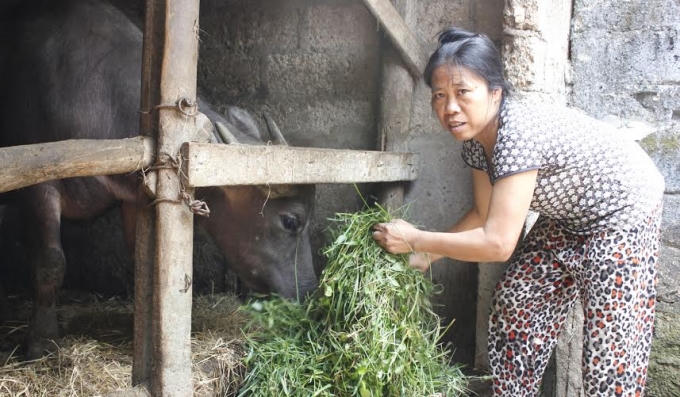 Bà Đậu Thị Loan với con trâu được mua từ vốn chính sách xã hội chương trình cho vay hộ nghèo đang chuẩn bị sinh sản.