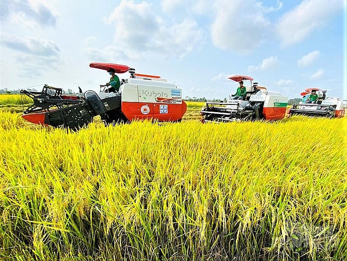 Cung ứng vốn tín dụng cho sản xuất, chế biến và xuất khẩu gạo vùng ĐBSCL