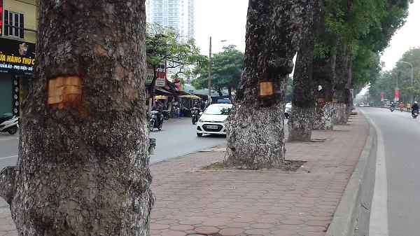 Hàng cây xà cừ cổ thụ trên đường Láng (Đống Đa, Hà Nội) bị đục khoét tạo thành những ô có hình chữ nhật.