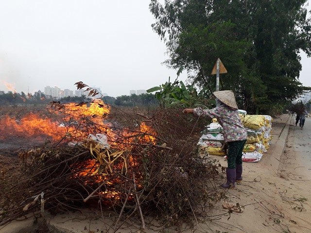 Đào bị đốt bỏ.