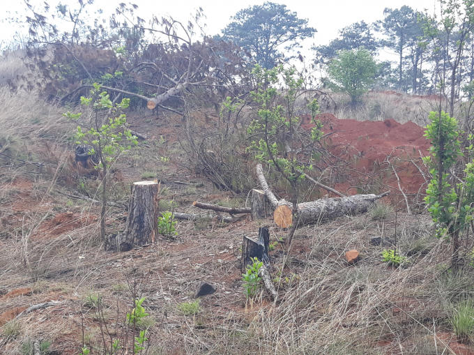 Thông thì bị triệt hạ và đất đang được đổ lên nhằm san lấp mặt bằng.