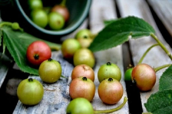 Quả trứng cá chứa nhiều hợp chất kháng khuẩn mạnh, đặc biệt tốt cho điều trị nhiễm trùng tụ cầu khuẩn, S. epidermidis, P. vulgaris, K. Rhizophila, C. diphtheriae và các vi khuẩn khác.