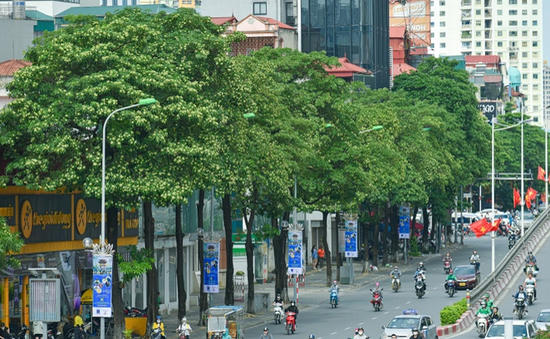 Hàng loạt cây hoa sữa trên đường Nguyễn Chí Thanh.