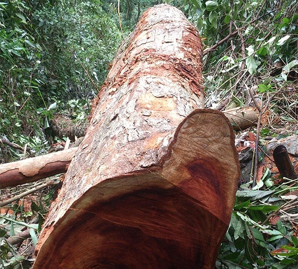 Cây nghiến mới bị đốn hạ, vết cắt còn tươi nguyên.