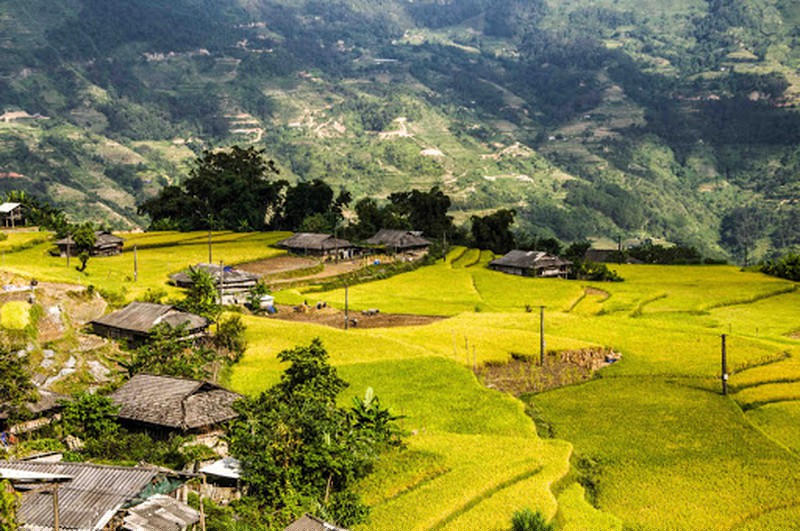 Mùa vàng no ấm. 