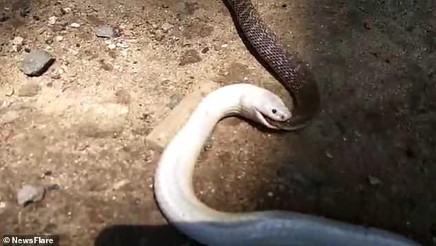 Rắn bạch tạng nuốt chửng đồng loại.