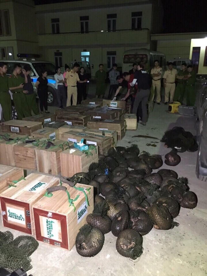 Lực lượng chức năng thu giữ số lượng khủng động vật hoang dã.
