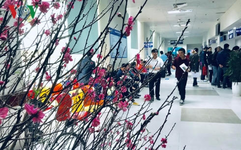 Cây đào đặt trong hành lang Bệnh viện Nhi TW.