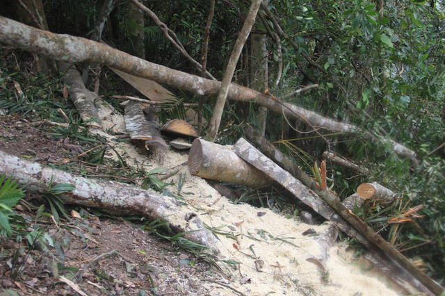 Một cây gỗ vừa mới bị cưa chỉ cách thời điểm chúng tôi vào rừng vài giờ.