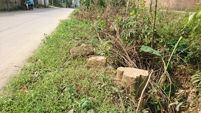 Thêm một xã ở Hà Nội bất ngờ chặt hàng loạt cây xanh