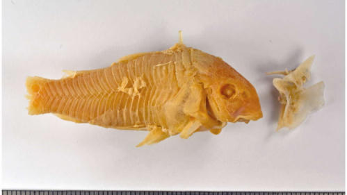 Con cá sau khi lấy khỏi cổ họng bệnh nhân. Ảnh: Erasmus University Medical Center.