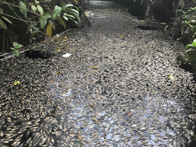 Lượng cá chết quá lớn, khiến mùi hôi tanh nồng nặc bốc lên "tra tấn" cuộc sống người dân nơi đây.