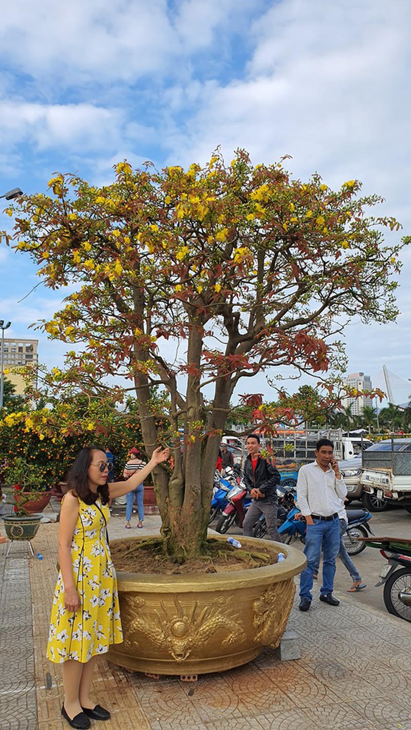 Cây có 5 nhánh lớn mang ý nghĩa trực sinh, ngũ phúc