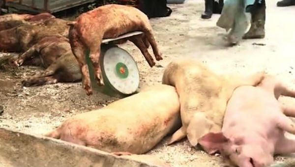 Lợn bị tiêu hủy do dịch tả lợn châu Phi được hỗ trợ 38.000 đồng/kg.