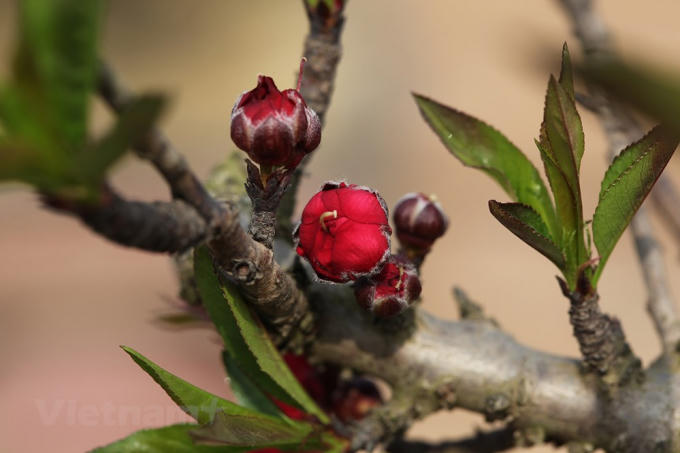 Đặc biệt, với sắc đỏ đậm màu tiết dê thì màu hoa càng đỏ càng quý, bởi tượng trưng cho khí ấm mùa Xuân. (Ảnh: Tố Linh/Vietnam+)