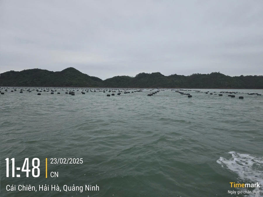 Nuôi trồng thủy sản lấn chiếm luồng đường thủy nội địa quốc gia tại Cửa Tiểu, xã Cái Chiên, huyện Hải Hà.