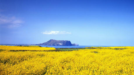 Đảo Jeju có thiên nhiên hoang sơ, người địa phương thân thiện, hiếu khách, cùng hàng loạt điểm đến, hoạt động hấp dẫn.  Ảnh: Cheapvacationholiday.
