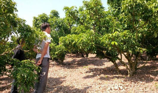 Nhiều vườn vải tại Bắc Giang hiện vẫn chưa ra hoa.