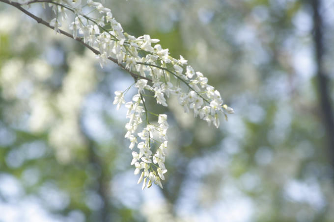 Chùm ảnh: Hà Nội những ngày hoa sưa nở trắng các con phố