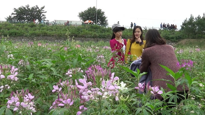 Các bạn trẻ rất thích chụp ảnh tại vườn hoa tam giác mạch
