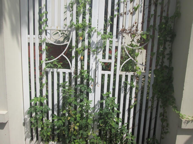 Cổng biệt thư được trùm kín bởi cỏ dại