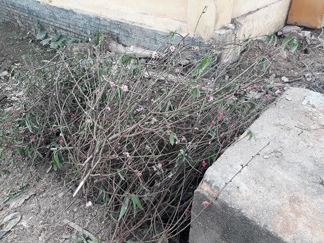 Mương nước cũng là nơi để cành đào "ế".