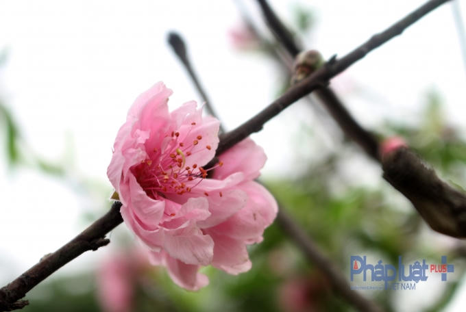 Hà Nội: Rực rỡ sắc đào nở muộn