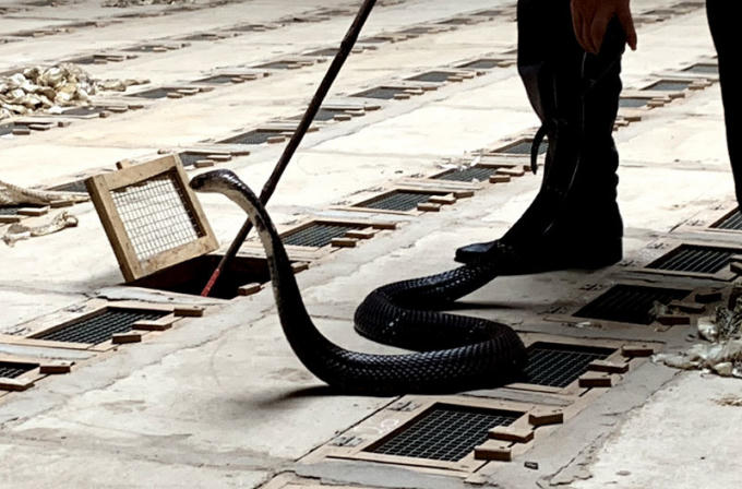 Năm 2013, Trung Quốc đ&oacute;ng cửa bi&ecirc;n giới v&igrave;&nbsp;đại dịch mang t&ecirc;n SARS, người d&acirc;n l&agrave;ng rắn Vĩnh Sơn gặp kh&oacute; khăn, nhiều người phải đem rắn độc thả về rừng.