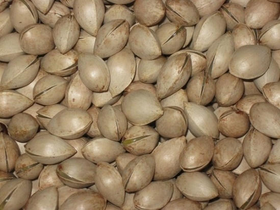 Ăn sống bạch quả sẽ gây nguy hiểm cho sức khỏe của người dùng.